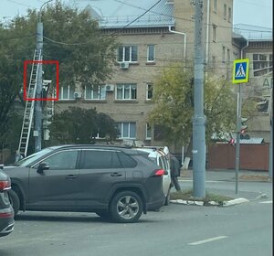 Мангуст Богд.jpg