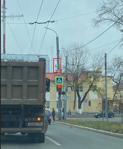 Мангуст Богл.jpg