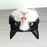tugri